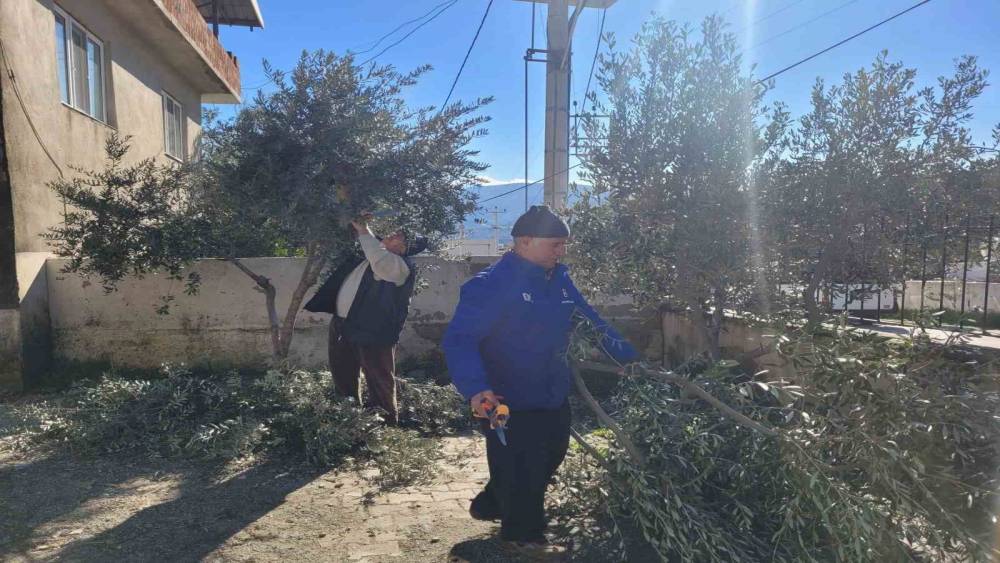 Buharkent&rsquo;te kursiyerler zeytin ağa&ccedil;ları başında ter d&ouml;kt&uuml;
