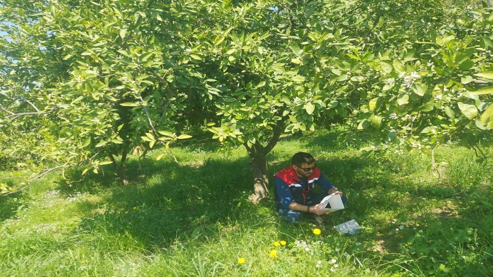 Ko&ccedil;arlı&rsquo;da Akdeniz meyve sineğine karşı tuzaklı takip s&uuml;r&uuml;yor
