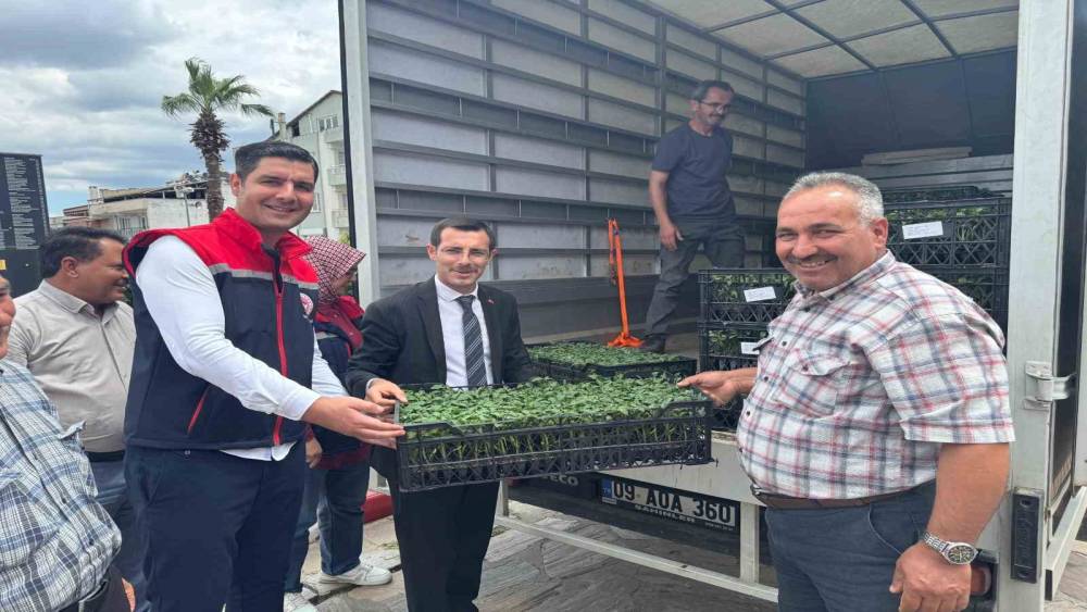 Bozdoğan&rsquo;da &uuml;reticilere 14 bin domates fidesi dağıtıldı
