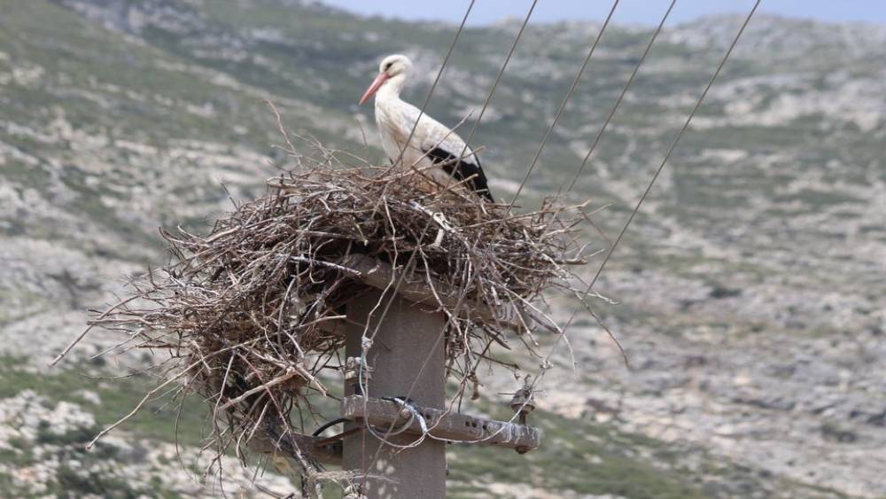 Riskli durumdaki leylek yuvası g&uuml;venli hale getirildi
