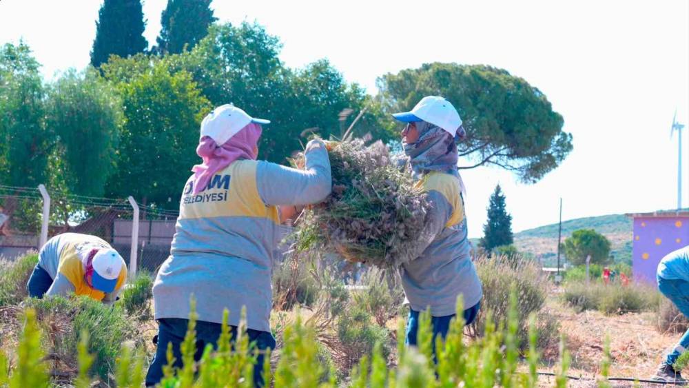Didim Belediyesi Akk&ouml;y Fidanlığı&rsquo;nda lavanta hasadı ger&ccedil;ekleştirildi
