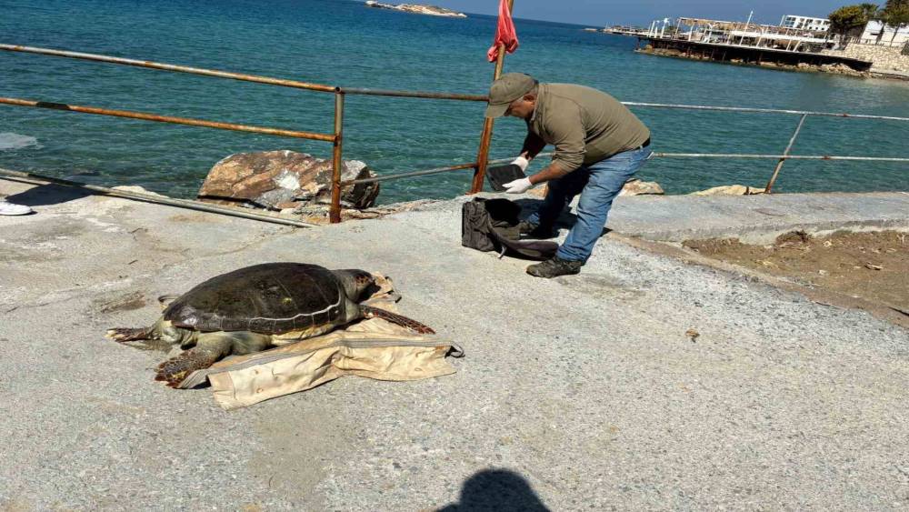 Kuşadası K&ouml;rfezi&rsquo;nde &lsquo;deniz kaplumbağası&rsquo; alarmı
