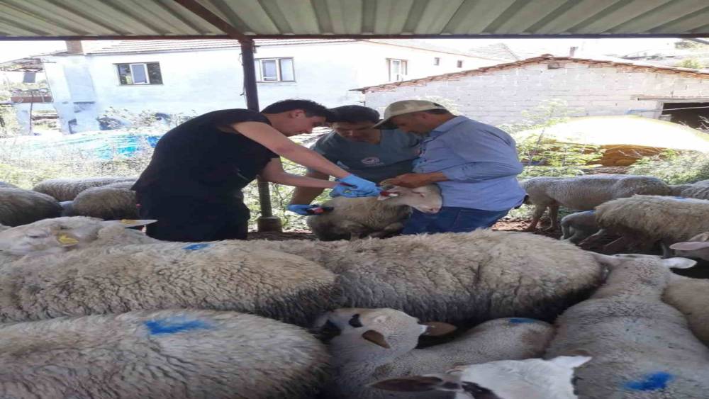 Karpuzlu&rsquo;da k&uuml;&ccedil;&uuml;kbaş hayvanlar kayıt altına alınıyor
