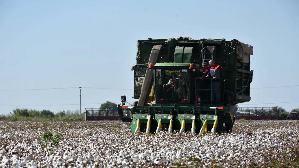 Pamuk hasadında fiyatlar belli oldu
