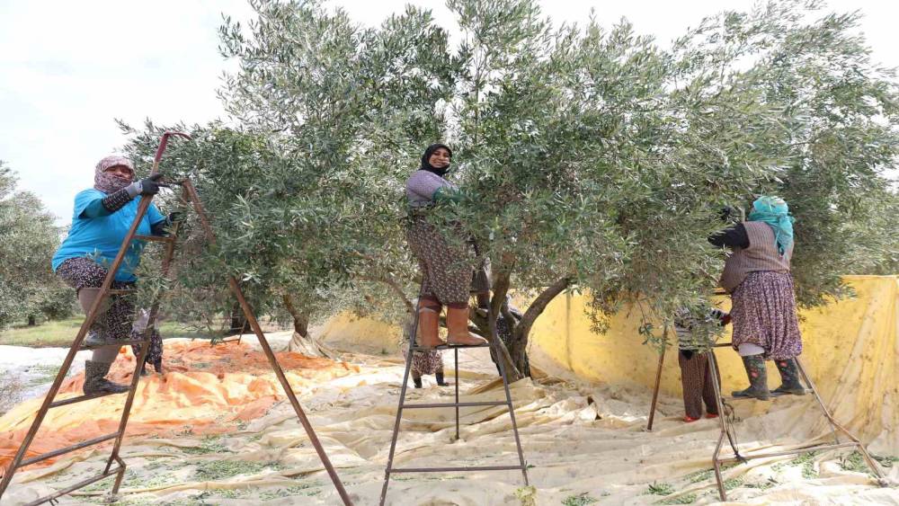 Aydın&rsquo;da zeytin hasadı başladı
