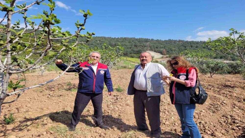 Buharkent&rsquo;te ilek bah&ccedil;eleri kontrol edildi

