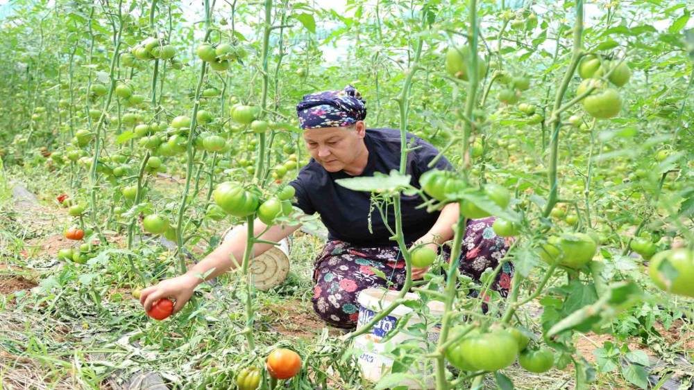 Dangalak domatesin hasadı başladı

