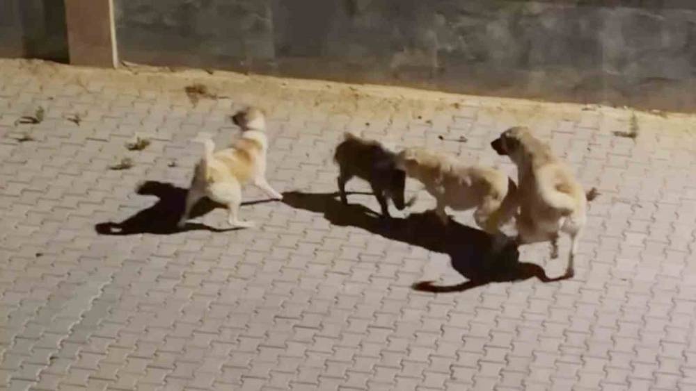 Kangalın saldırdığı yaban domuzunu s&uuml;r&uuml;s&uuml; kurtardı
