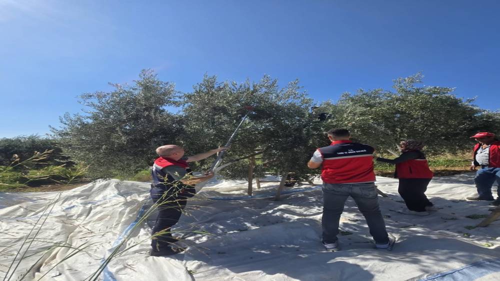 Bozdoğan&rsquo;da zeytin hasadı &uuml;retici bah&ccedil;esinde ger&ccedil;ekleştirildi
