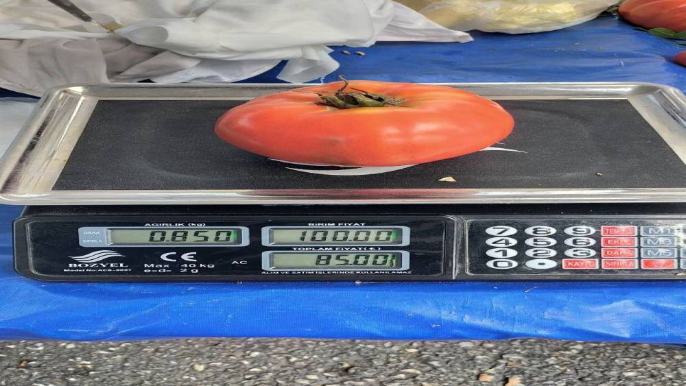Aydın&rsquo;da 850 gramlık domates pazarda ilgi g&ouml;rd&uuml;
