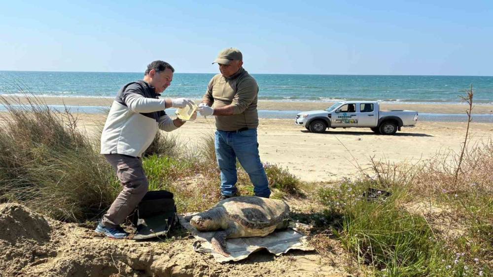 Kuşadası&rsquo;nda deniz kaplumbağası &ouml;l&uuml;mleri artıyor: Bir haftada 7 kayıp
