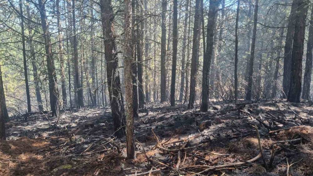 Orman yangını kontrol altına alındı
