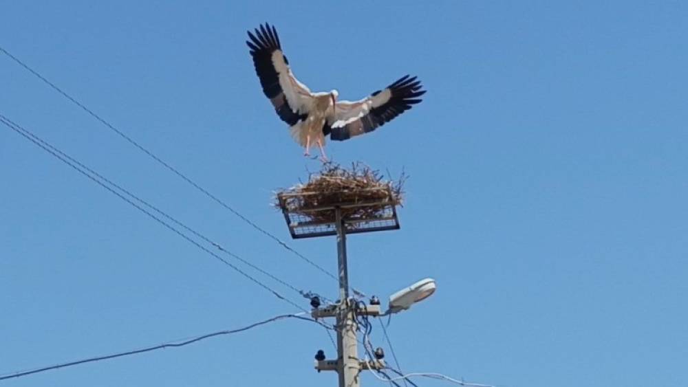Sazlı&rsquo;da leylekler yeni yuvasına kavuştu
