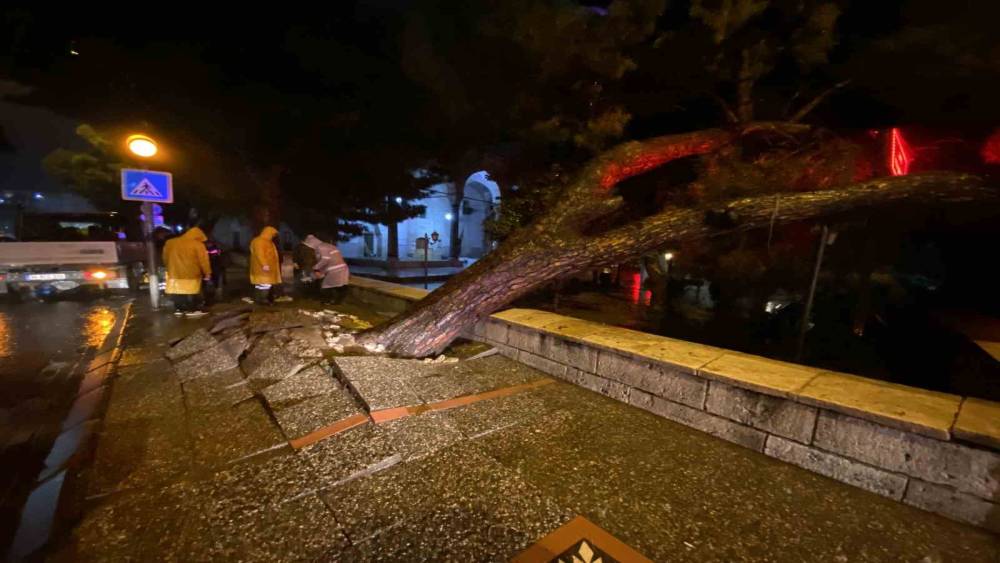 Aydın kent merkezinde faciadan d&ouml;n&uuml;ld&uuml;: Asırlık &ccedil;am ağacı devrildi
