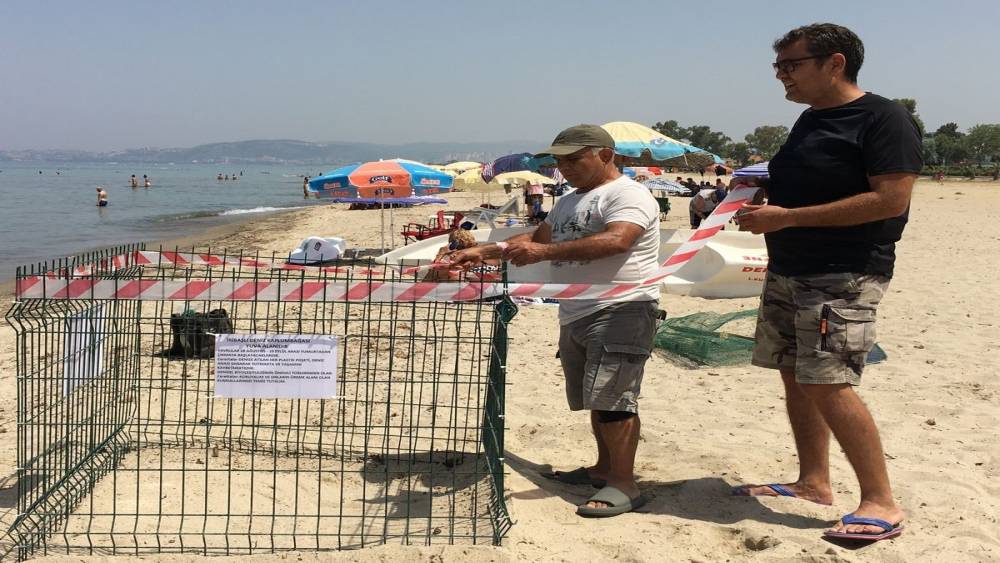Aydın kıyıları deniz kaplumbağaları i&ccedil;in yeni yuvalama merkezi oldu
