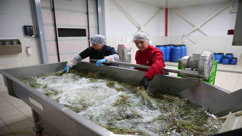 Efeler&rsquo;in fabrikasında yaz mesaisi
