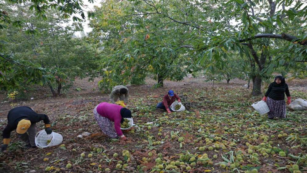 Aydın&rsquo;da dağlardaki kestane hasadı sona erdi
