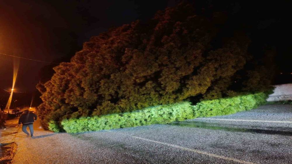 Yağış &ccedil;am ağacını devirdi, ekipler &ccedil;alışma başlattı
