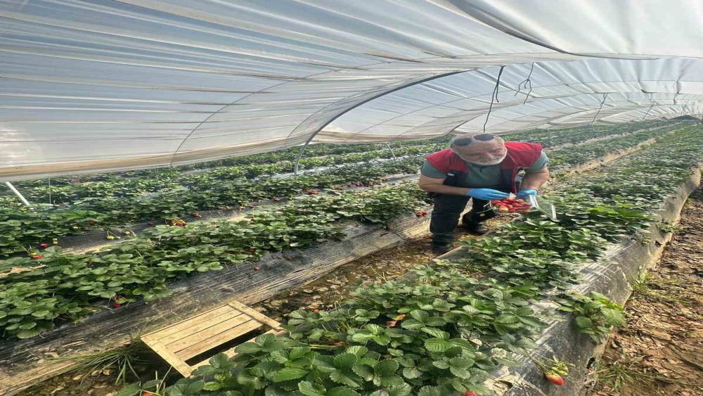 K&ouml;şk&rsquo;ten Sultanhisar&rsquo;a &ccedil;apraz denetim
