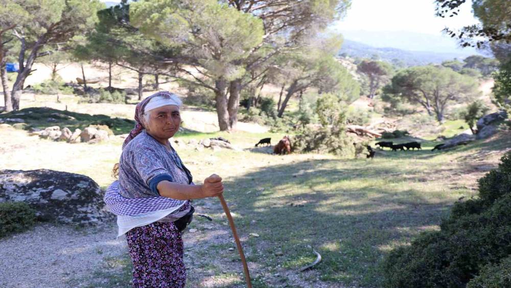Beşparmak Dağları&rsquo;nda &ccedil;obanlığı terk etmeyen sadece Rukiye bacı kaldı

