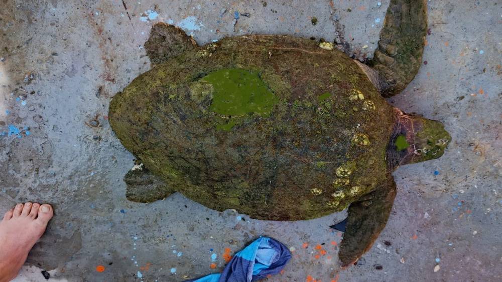 Yaralı Caretta caretta&rsquo;ya yardım eli uzandı
