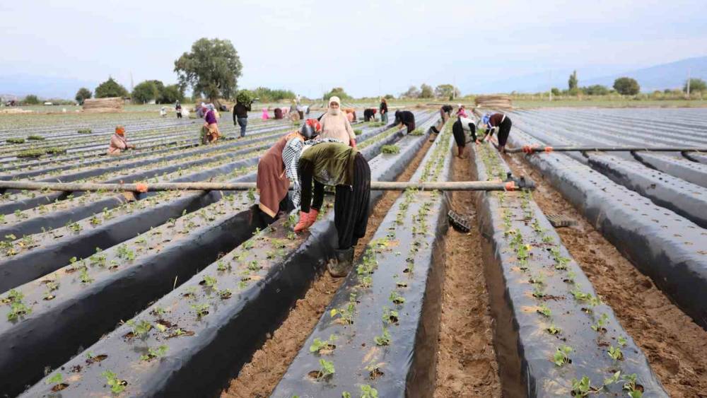 Aydın&rsquo;da &ccedil;ilek &uuml;reticisi yeni sezon dikimlerine başladı

