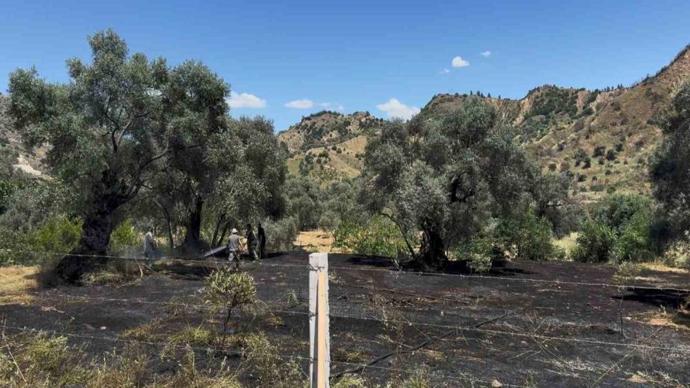 Nazilli&rsquo;de zeytin bah&ccedil;esi yangını
