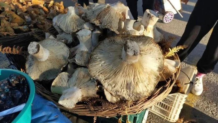 Aydın&rsquo;daki dev mantarlar pazarda ilgi odağı oldu