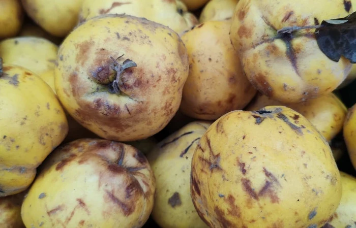 AYVAYI BİLE YİYEMEDİK: AYDIN&rsquo;DA YERLİ &Uuml;R&Uuml;N İTHALDEN PAHALI