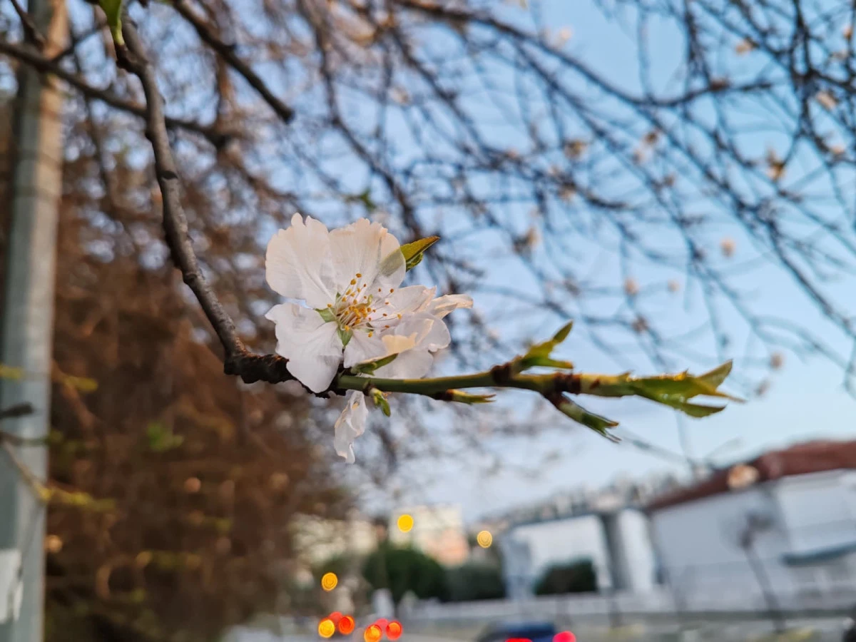 Yalancı Bahara Kandı, Erkenden A&ccedil;tı